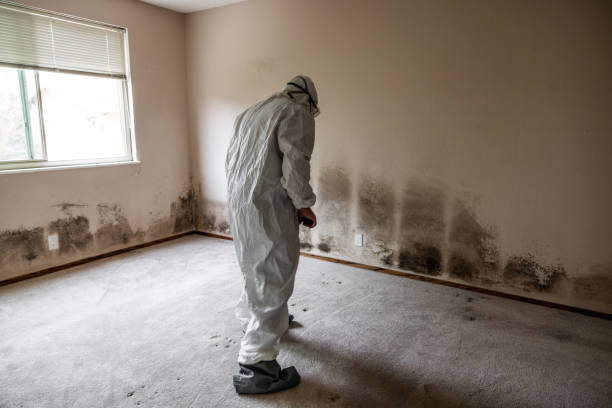 Best Attic Mold Removal  in Galax, VA